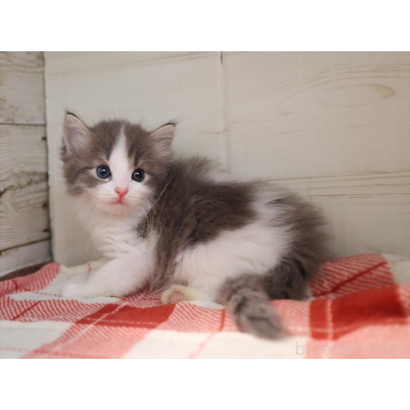 販売中の愛知県のサイベリアン-134140の9枚目