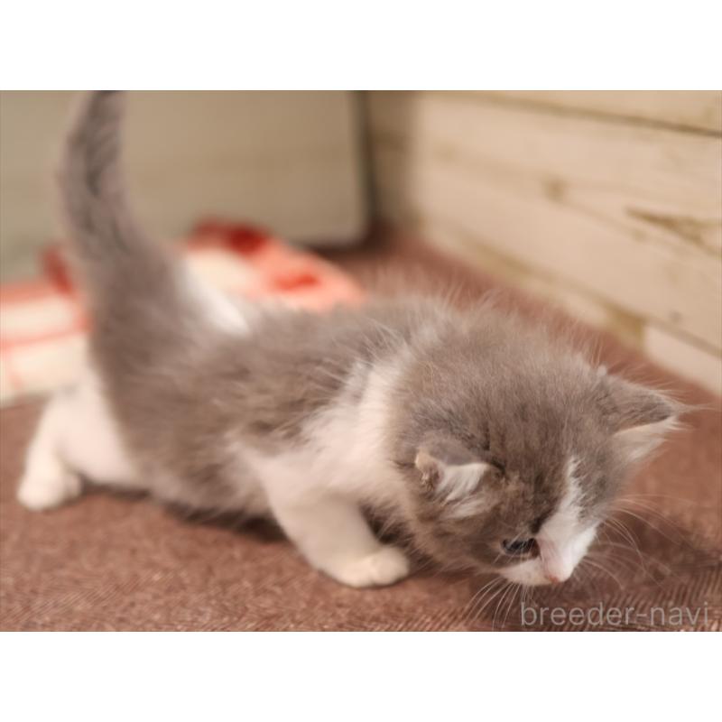 販売中の愛知県のサイベリアン-134140の8枚目