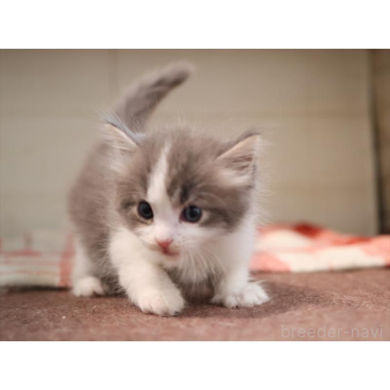 販売中の愛知県のサイベリアン-134140の7枚目