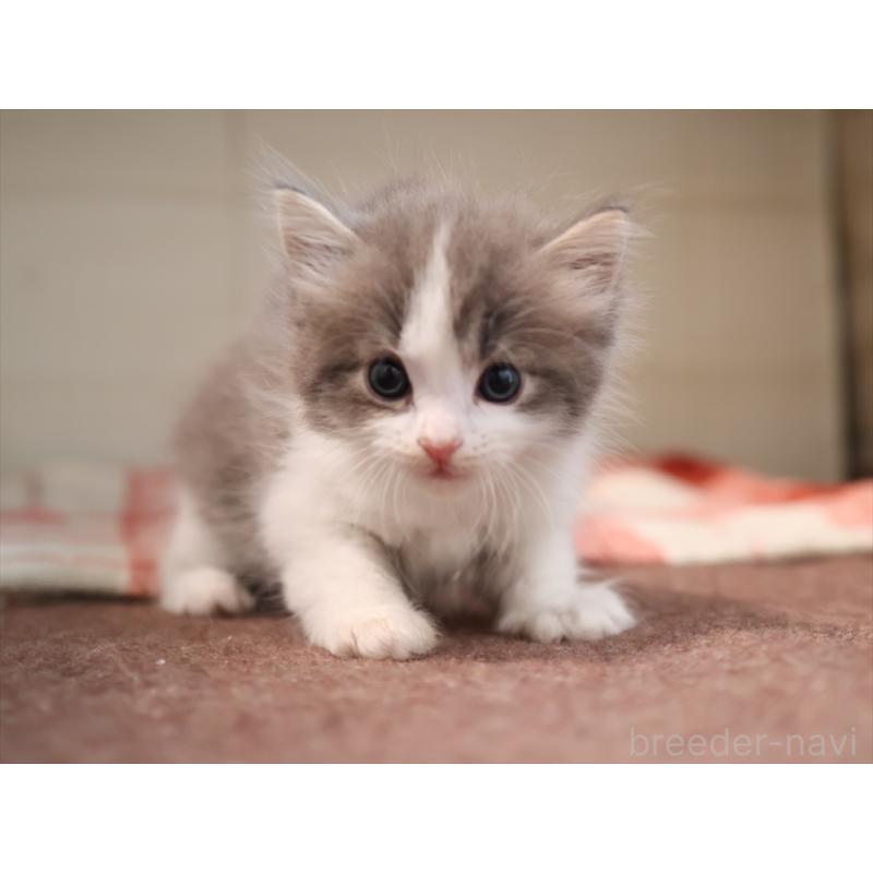 販売中の愛知県のサイベリアン-134140の6枚目