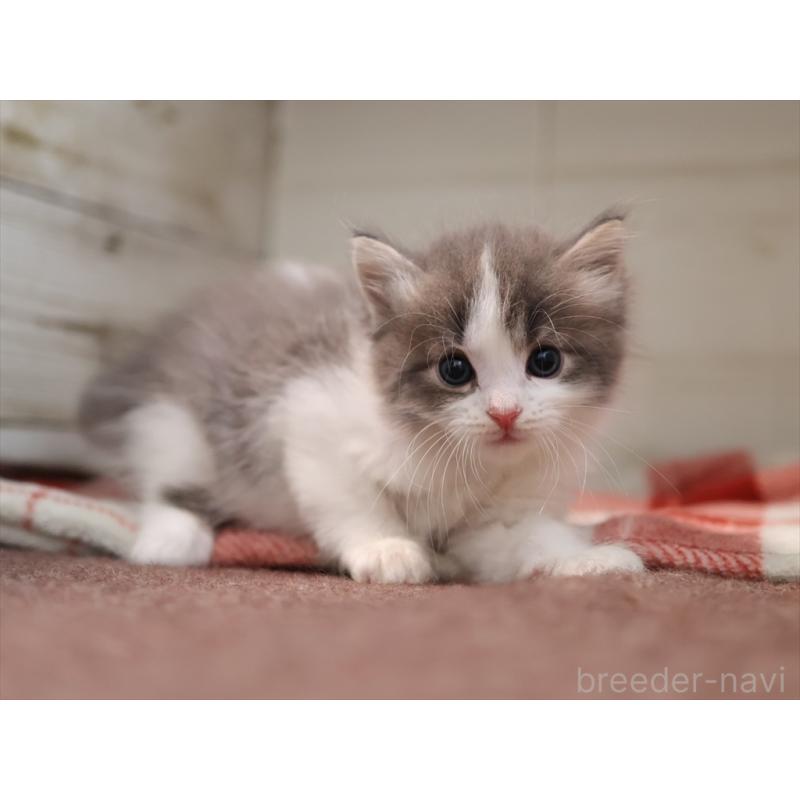 販売中の愛知県のサイベリアン-134140の5枚目