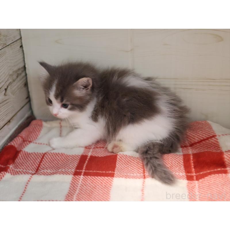 販売中の愛知県のサイベリアン-134140の4枚目