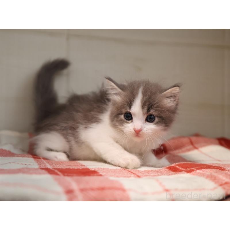 販売中の愛知県のサイベリアン-134140の3枚目