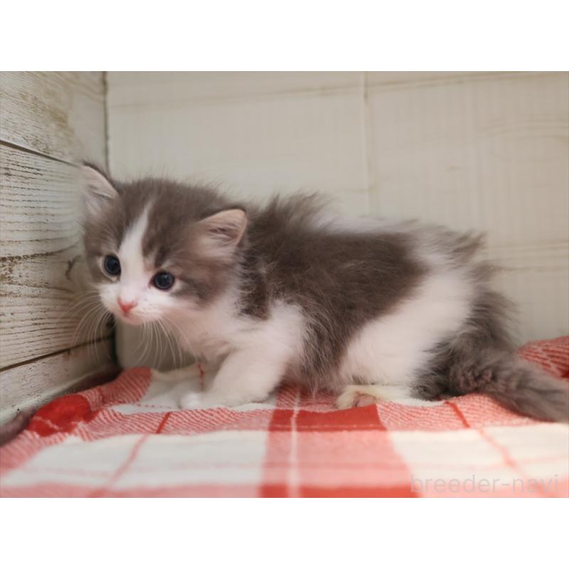 販売中の愛知県のサイベリアン-134140の2枚目