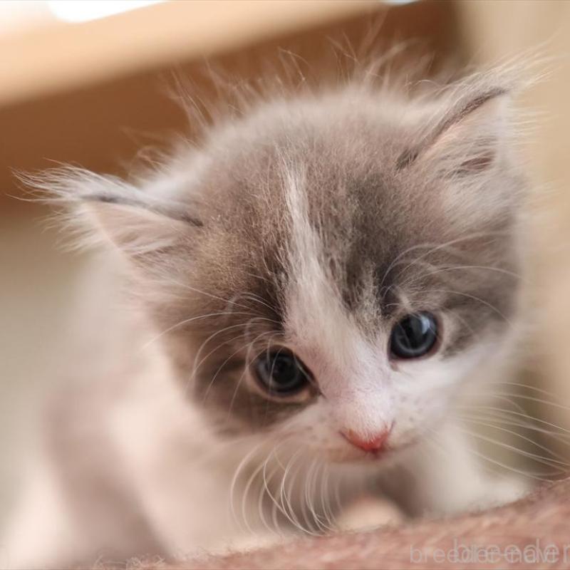 販売中の愛知県のサイベリアン-134140