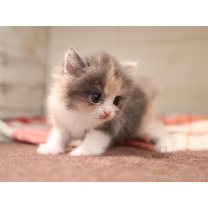 販売中の愛知県のマンチカン-134141の11枚目