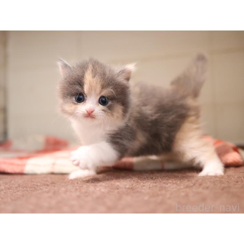 販売中の愛知県のマンチカン-134141の10枚目