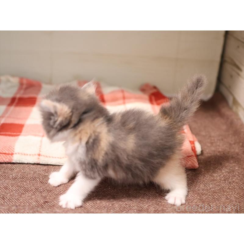 販売中の愛知県のマンチカン-134141の9枚目