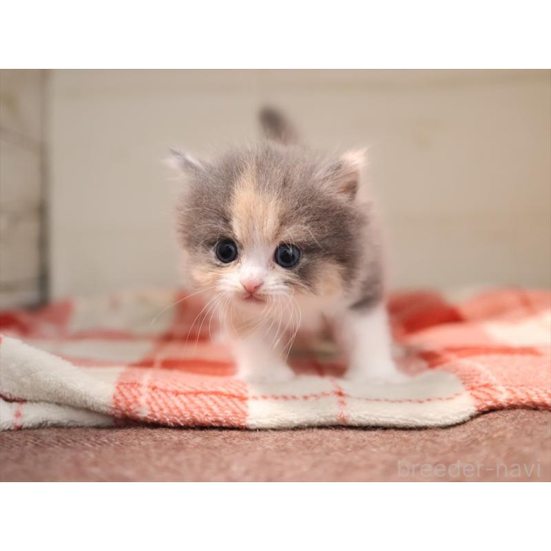 販売中の愛知県のマンチカン-134141の8枚目