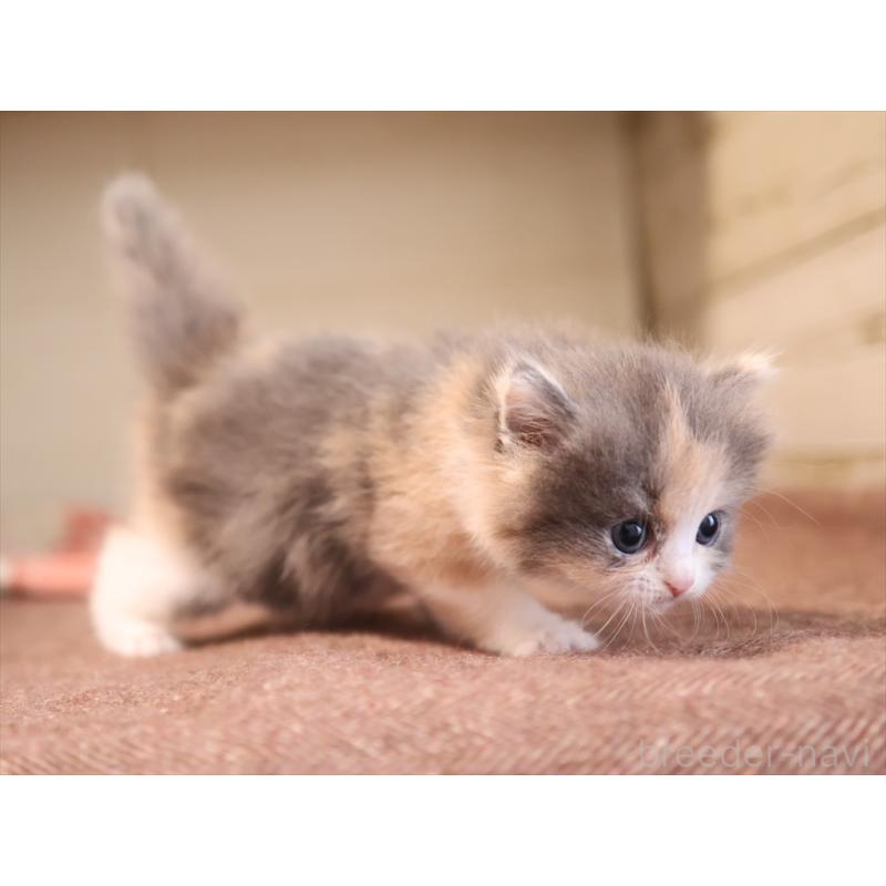 販売中の愛知県のマンチカン-134141の6枚目