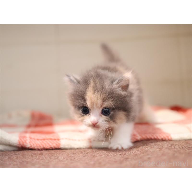 販売中の愛知県のマンチカン-134141の7枚目