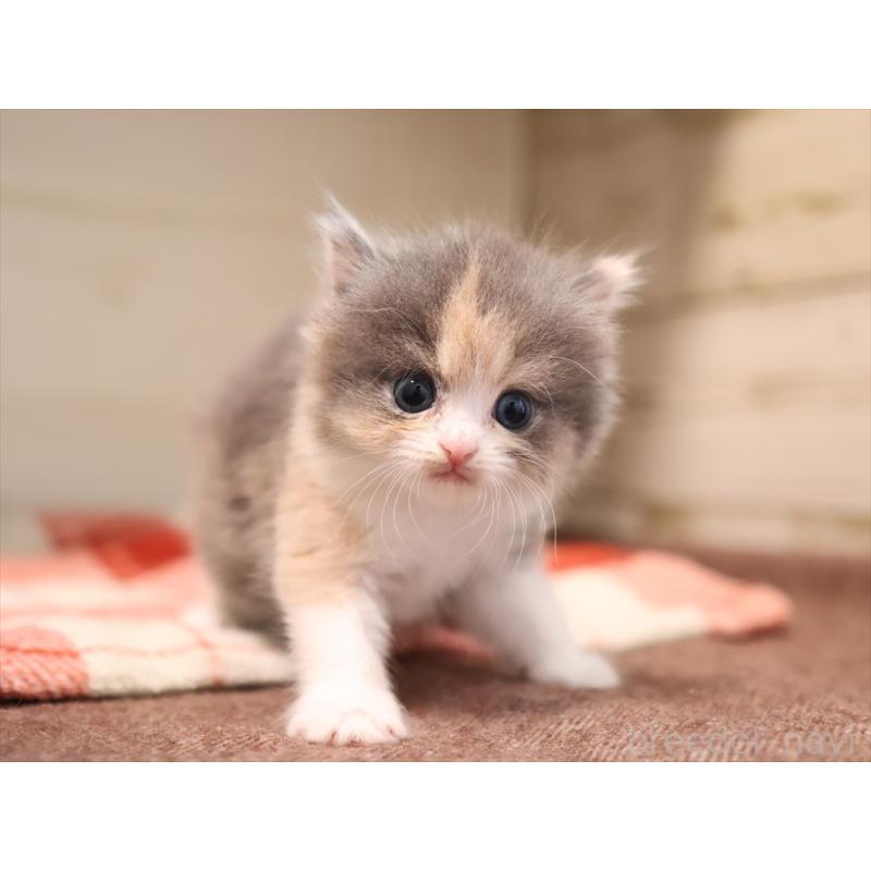 販売中の愛知県のマンチカン-134141の5枚目