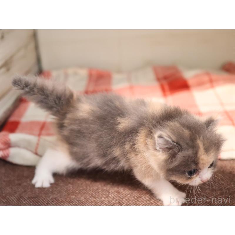 販売中の愛知県のマンチカン-134141の4枚目