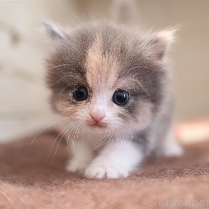 販売中の愛知県のマンチカン-134141