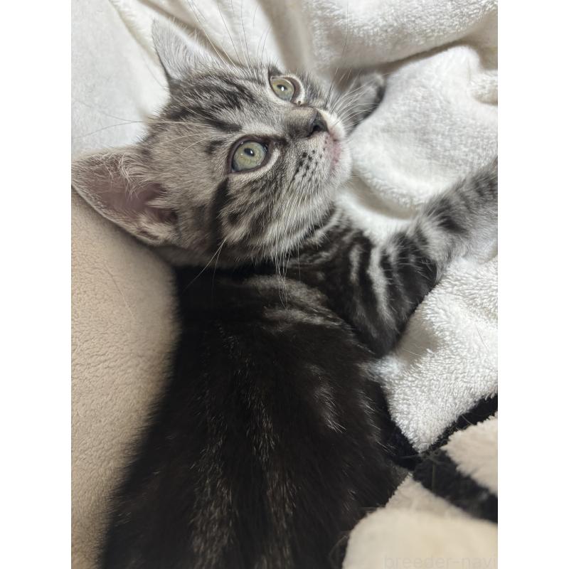 販売中の千葉県のアメリカンショートヘア-132859の4枚目