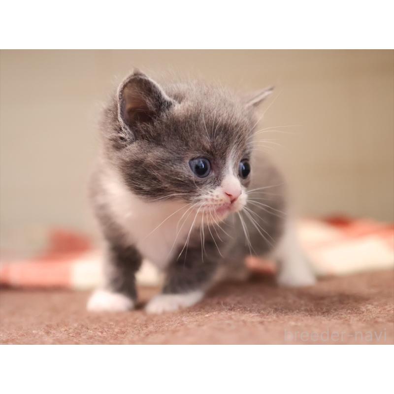 販売中の愛知県のマンチカン-134142の12枚目