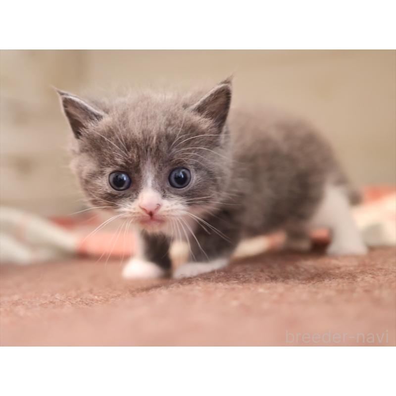 販売中の愛知県のマンチカン-134142の11枚目