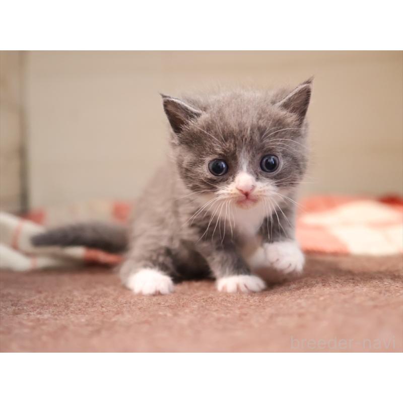 販売中の愛知県のマンチカン-134142の10枚目