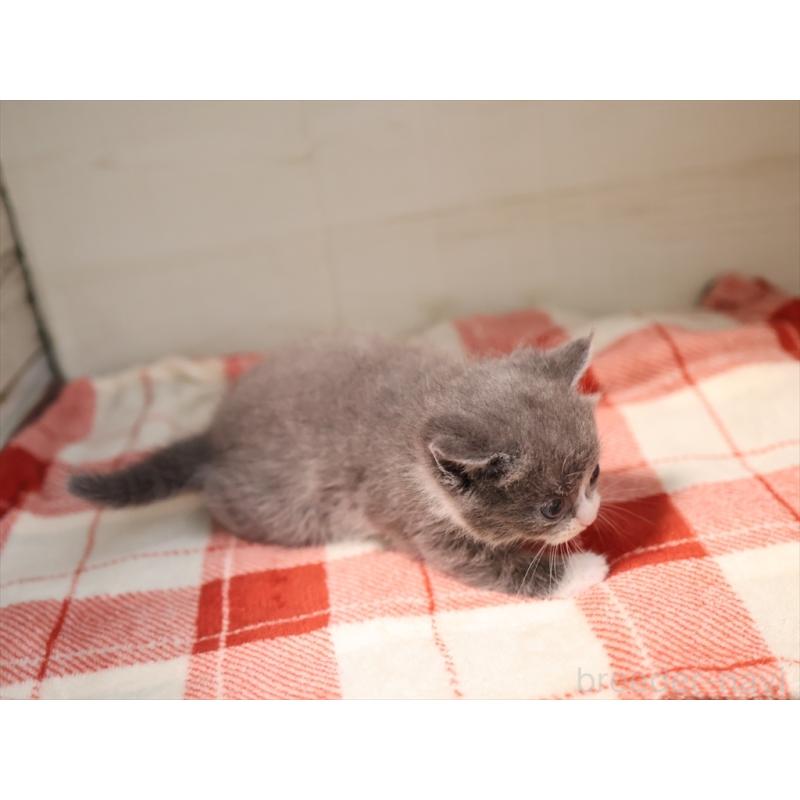 販売中の愛知県のマンチカン-134142の9枚目