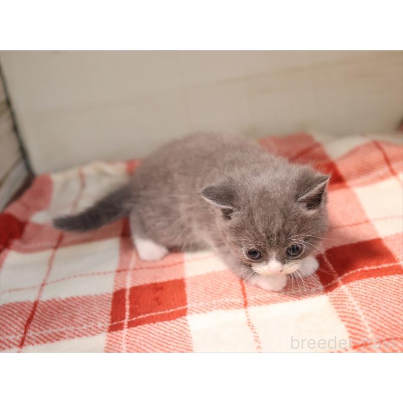 販売中の愛知県のマンチカン-134142の8枚目