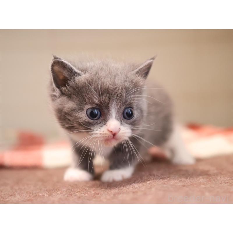 販売中の愛知県のマンチカン-134142の7枚目