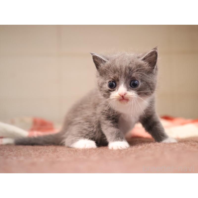 販売中の愛知県のマンチカン-134142の6枚目