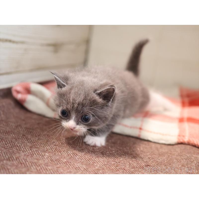 販売中の愛知県のマンチカン-134142の5枚目