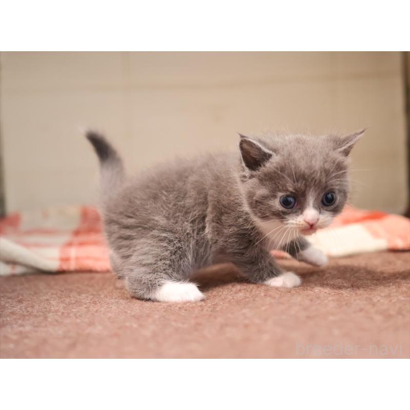 販売中の愛知県のマンチカン-134142の4枚目