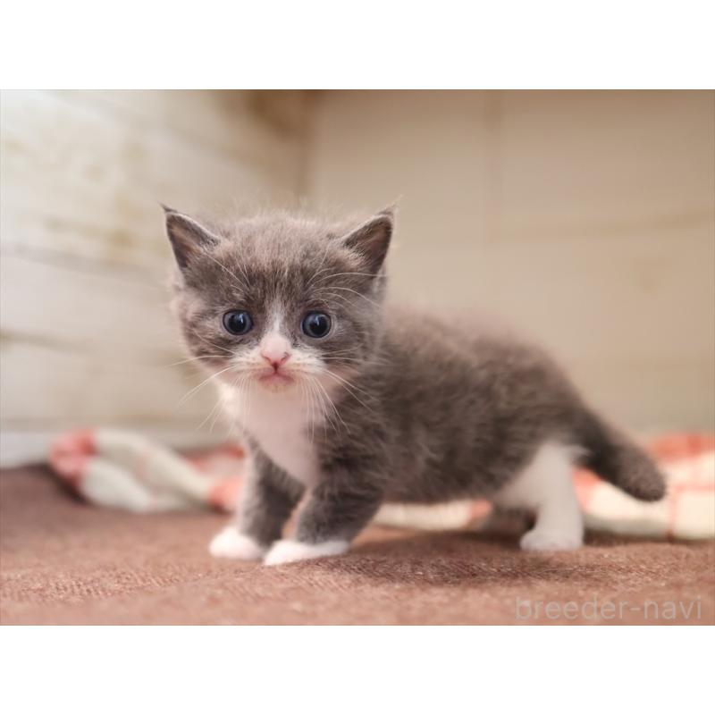 販売中の愛知県のマンチカン-134142の3枚目