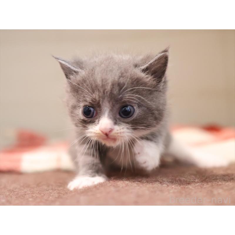 販売中の愛知県のマンチカン-134142の2枚目