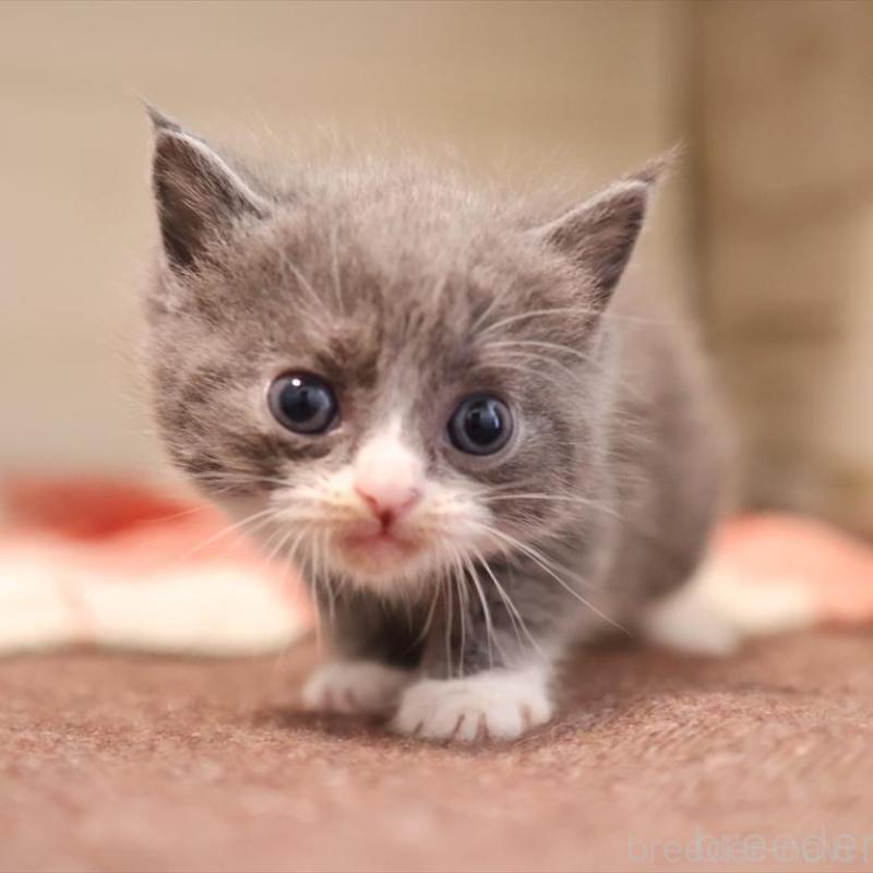 販売中の愛知県のマンチカン-134142