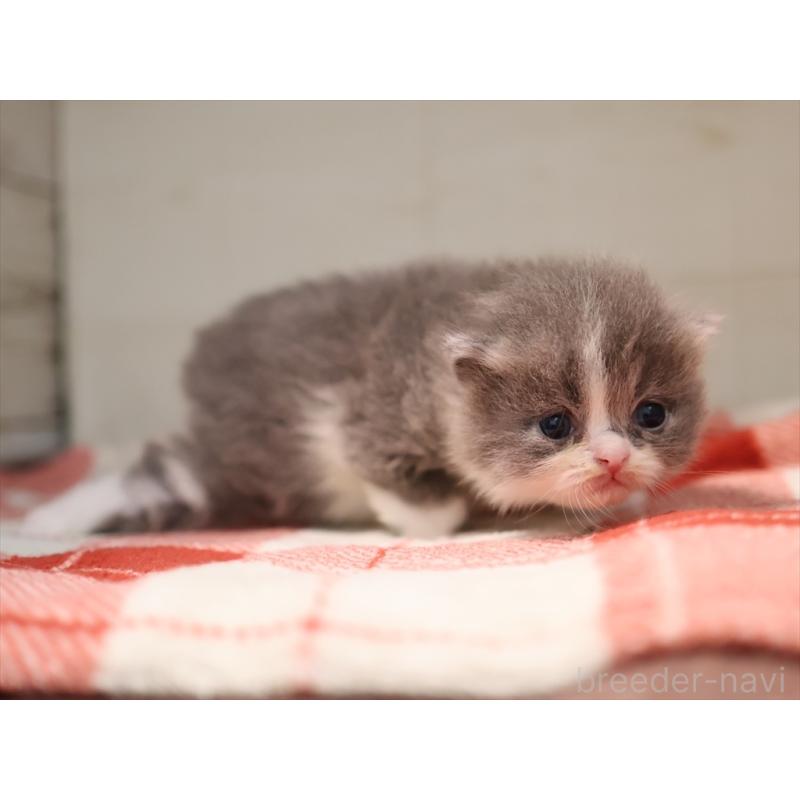 販売中の愛知県のマンチカン-134143の8枚目