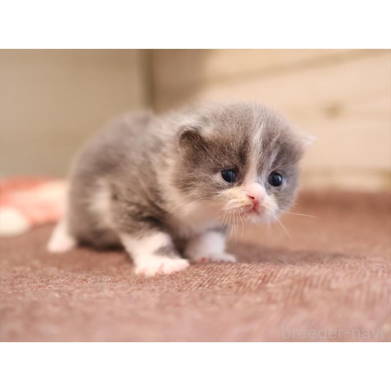 販売中の愛知県のマンチカン-134143の7枚目