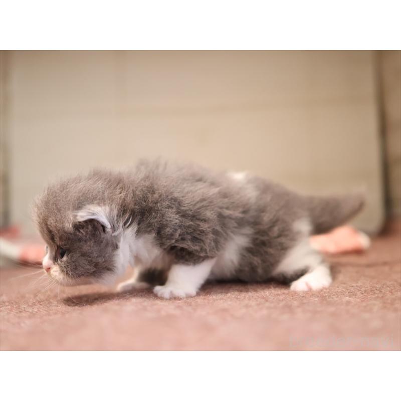 販売中の愛知県のマンチカン-134143の6枚目