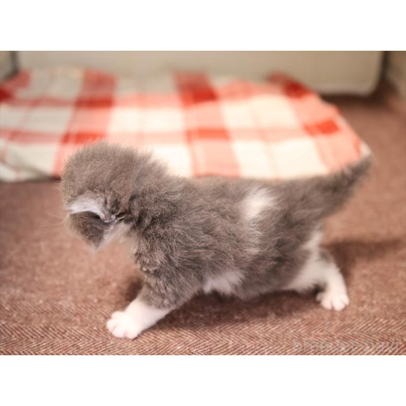 販売中の愛知県のマンチカン-134143の5枚目