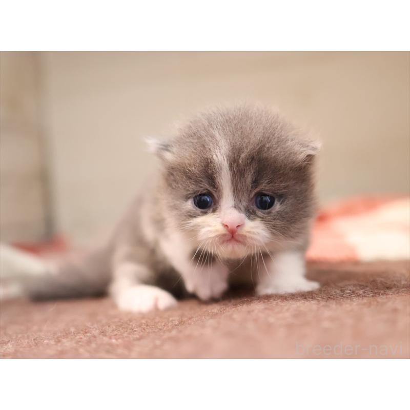 販売中の愛知県のマンチカン-134143の3枚目