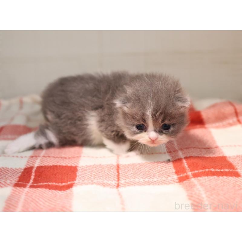 販売中の愛知県のマンチカン-134143の2枚目