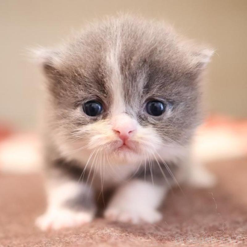 販売中の愛知県のマンチカン-134143