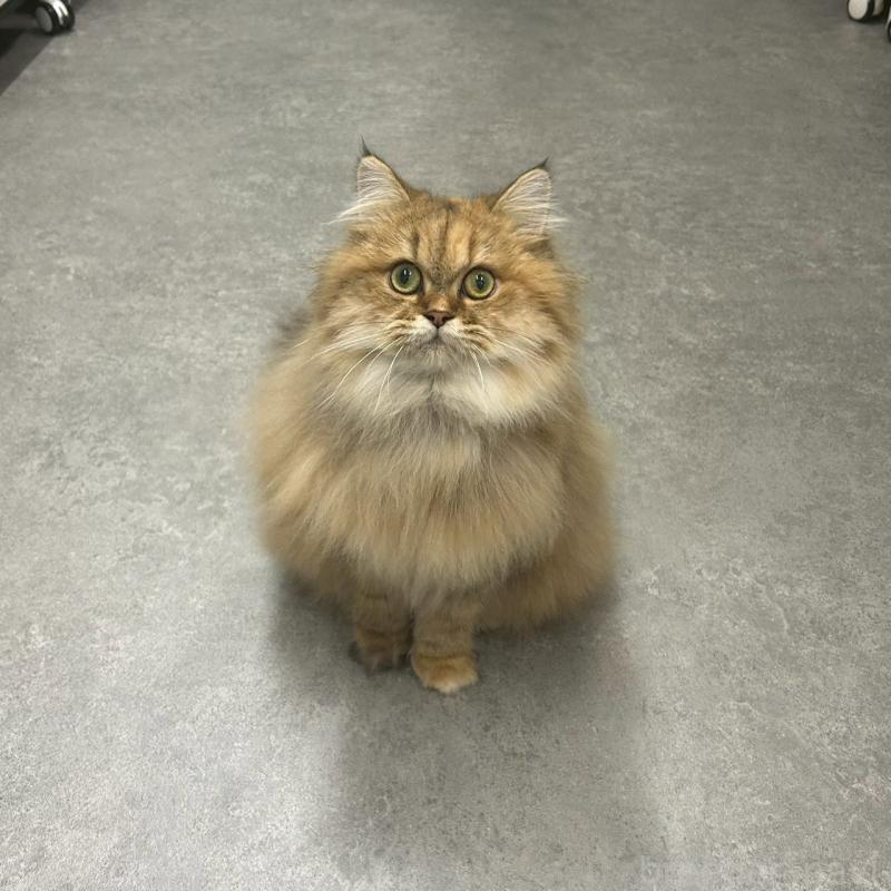 販売中の千葉県のマンチカン-117572の1枚目