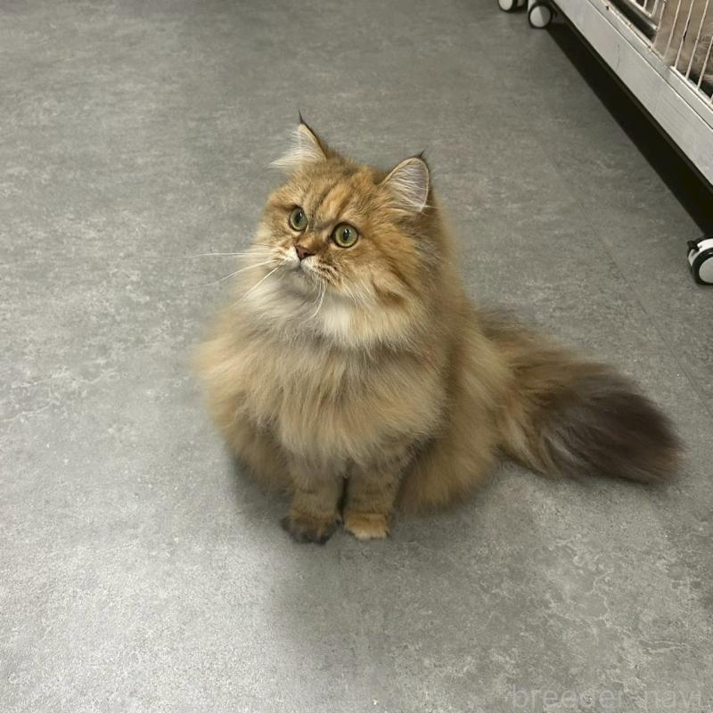 販売中の千葉県のマンチカン-117572の3枚目