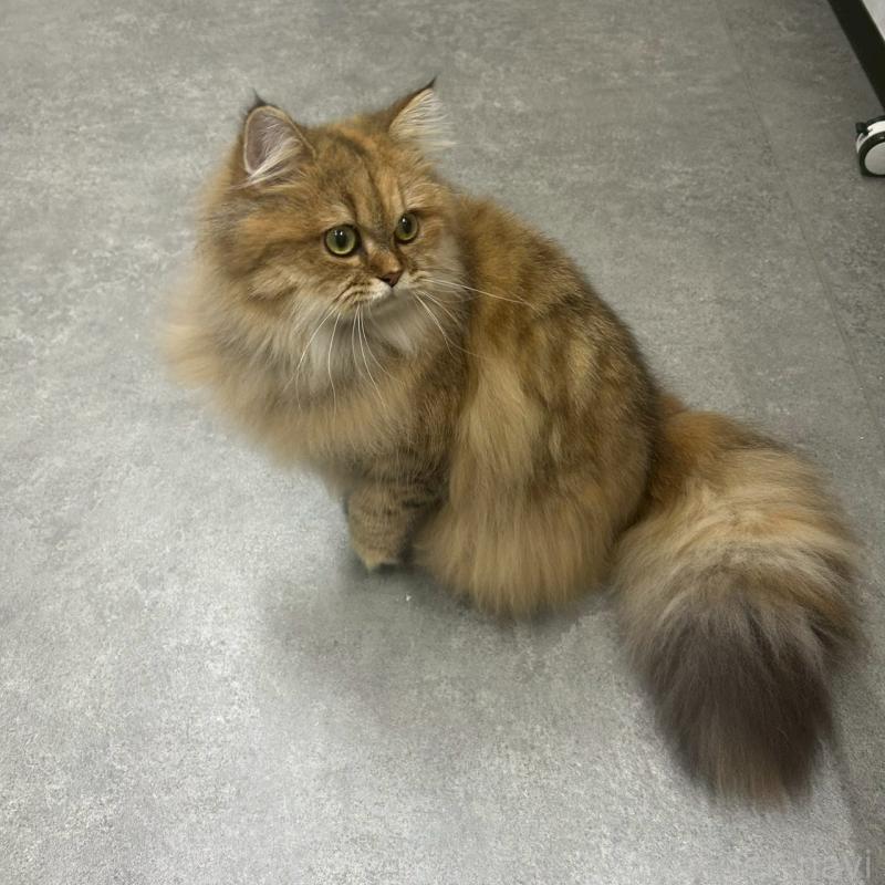 販売中の千葉県のマンチカン-117572の2枚目