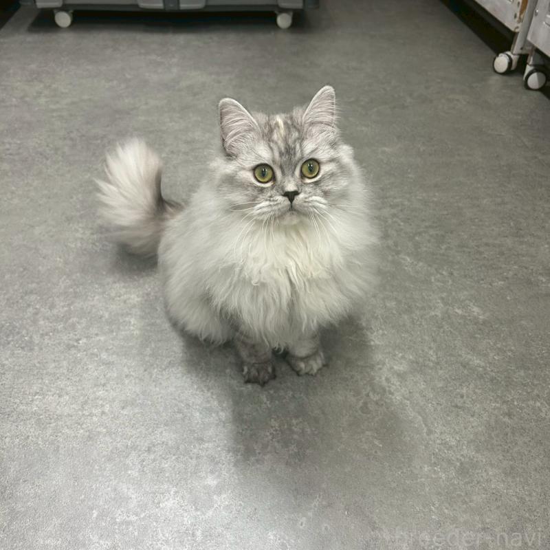 販売中の千葉県のマンチカン-121876の1枚目