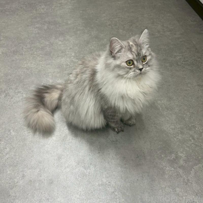 販売中の千葉県のマンチカン-121876の3枚目