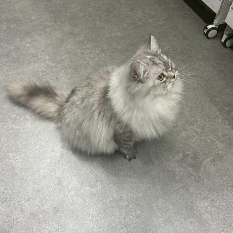 販売中の千葉県のマンチカン-121876の2枚目