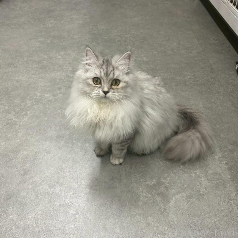 販売中の千葉県のマンチカン-121877