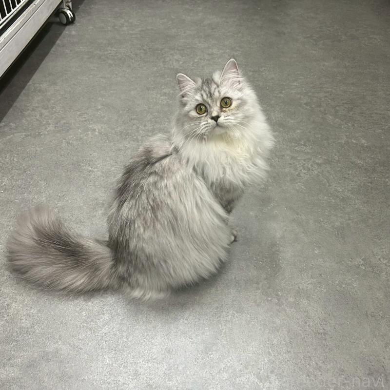 販売中の千葉県のマンチカン-121877の3枚目