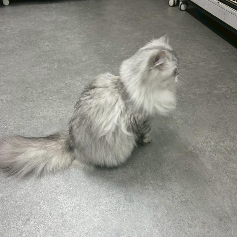 販売中の千葉県のマンチカン-121877の2枚目