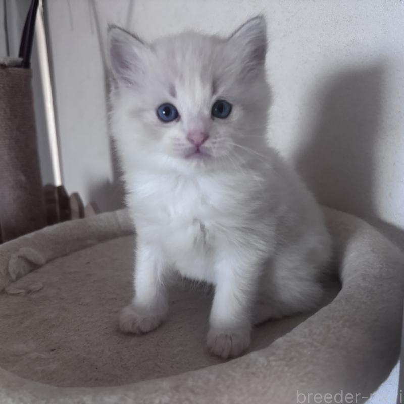 販売中の岐阜県のラグドール-134126