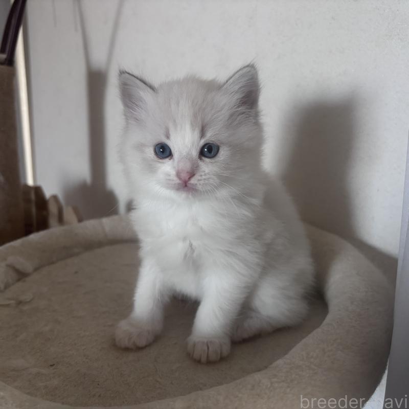 販売中の岐阜県のラグドール-134126の2枚目