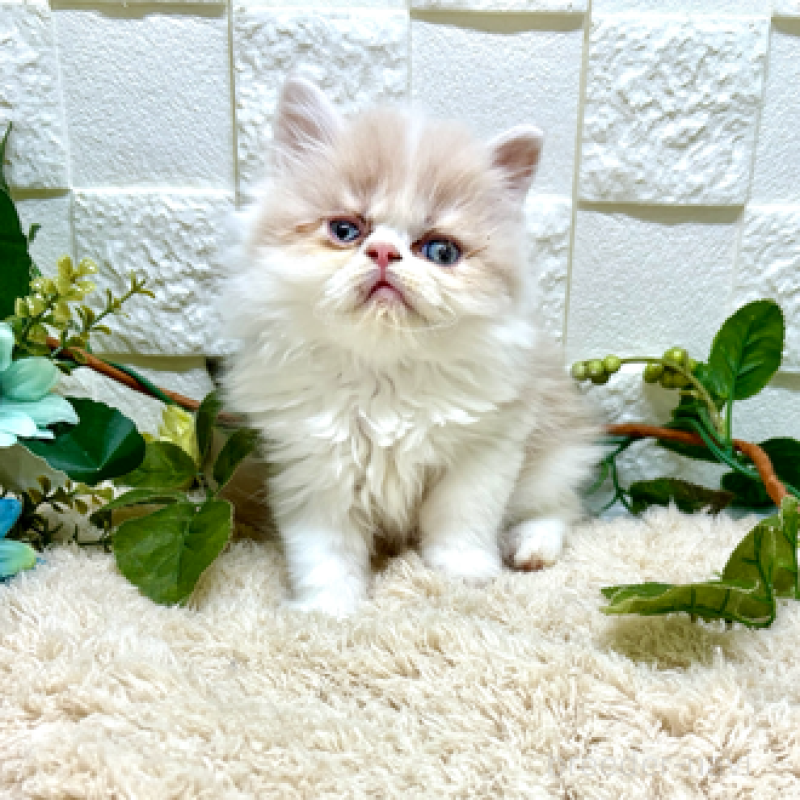 成約済の埼玉県のフォールデックス-134144の1枚目